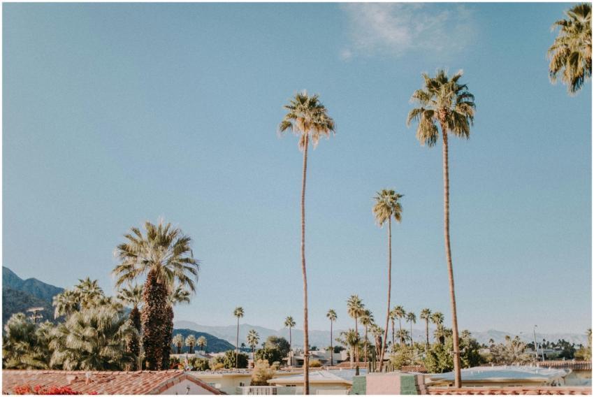 Picturesque view of Palm Springs featuring tall pa