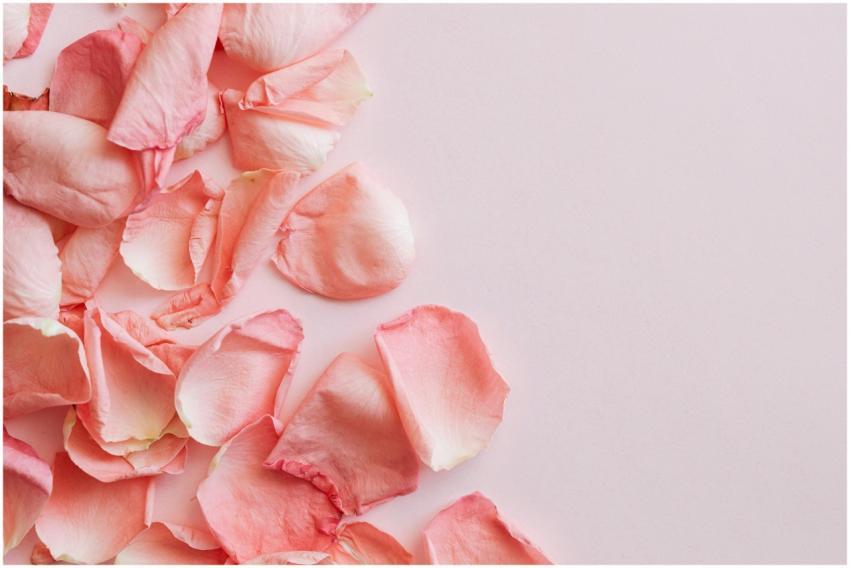 Flat lay of bunch of pink petals of roses placed o