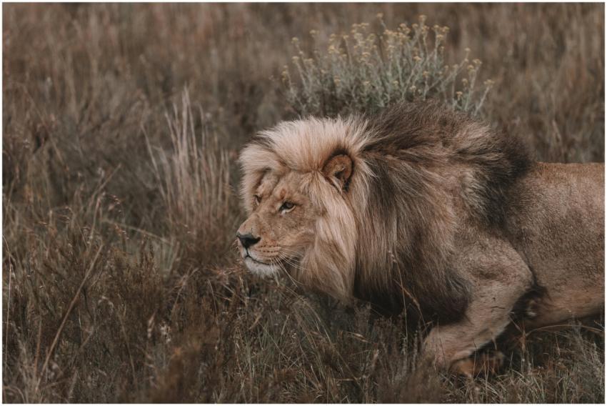 A powerful lion prowling through the grasslands, s