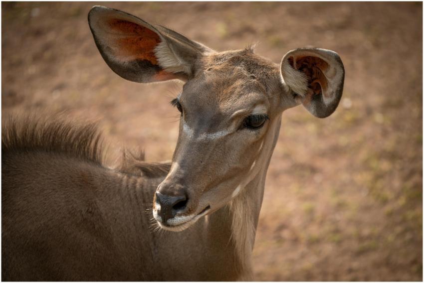 A detailed portrait of a female greater kudu with