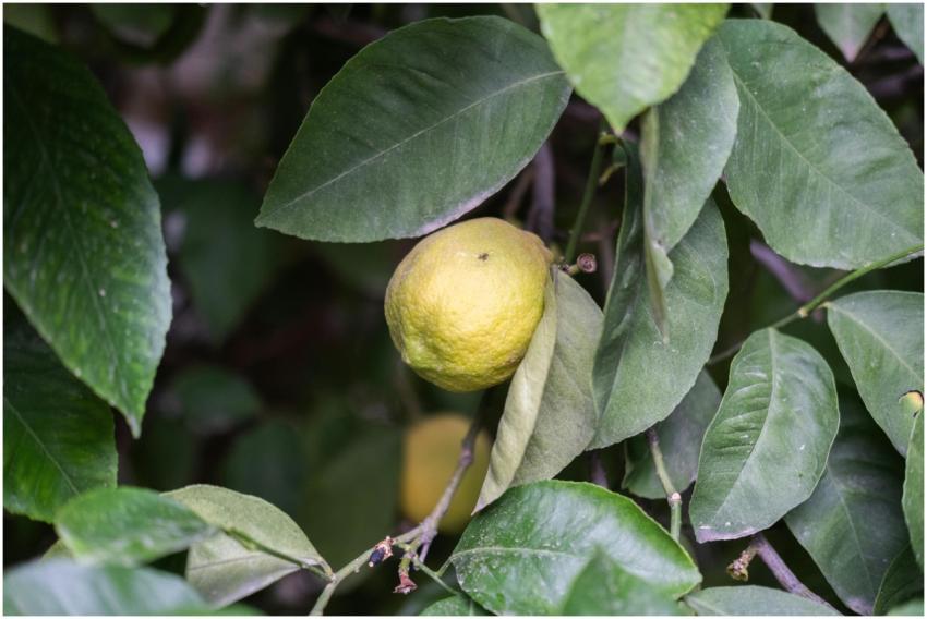 A ripe lemon hangs on a tree among lush green leav