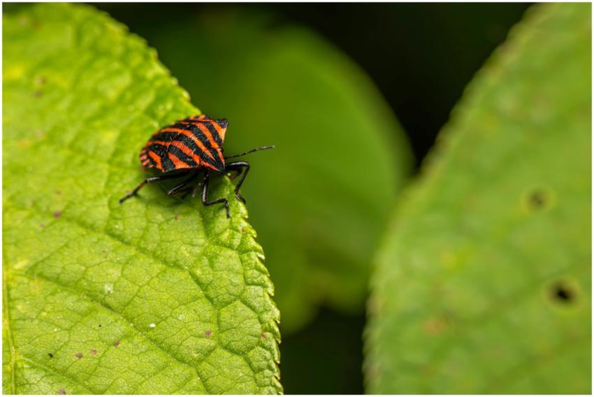 Macro photo of a red and black striped bug, Grapho