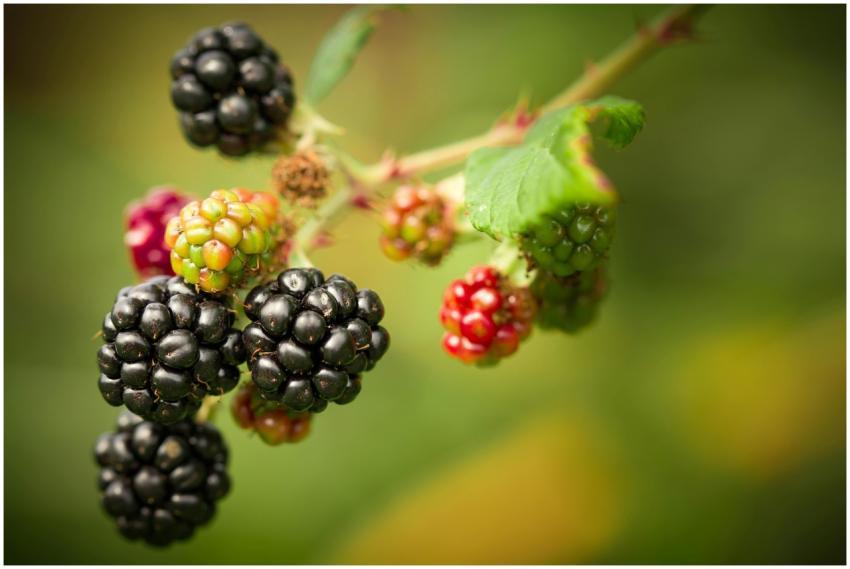 Vibrant blackberries ripening on a vine, showcasin