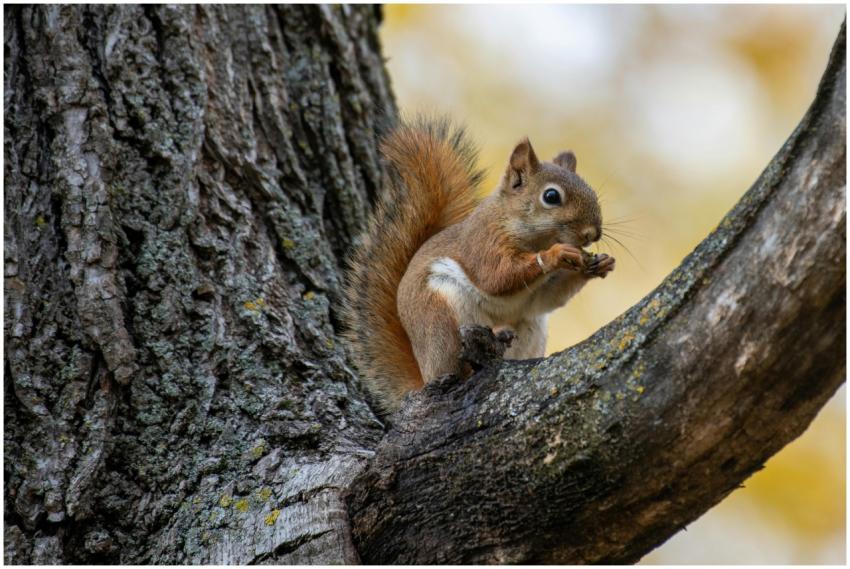 Free stock photo of forest animal, forest creature