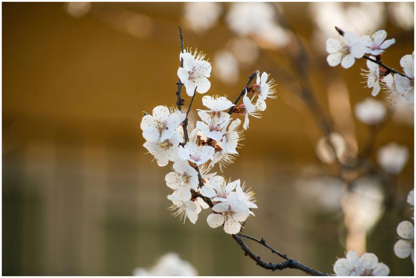 Detailed photograph of blooming cherry blossoms wi