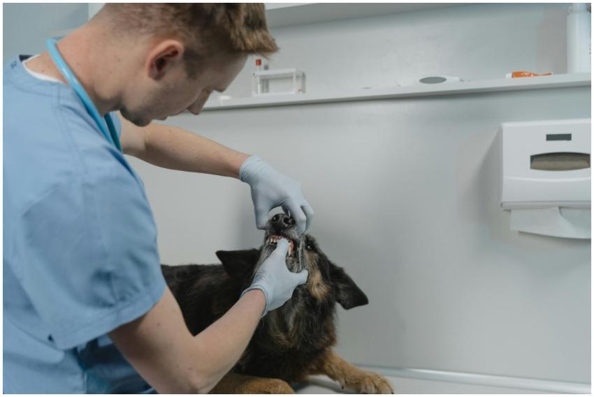 A veterinarian examines a dog's teeth, showcasing