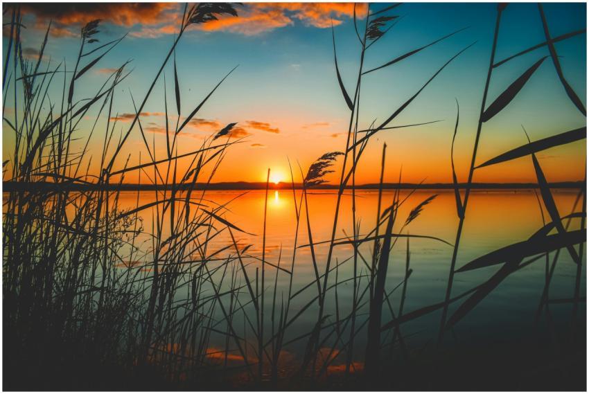 Tranquil sunset view over a serene lake with reeds