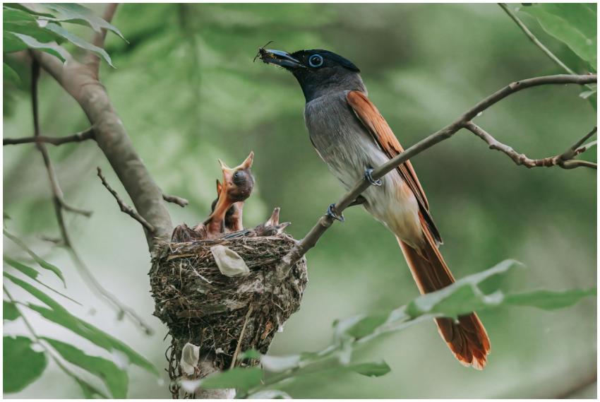 Close-up of a bird feeding its chicks in a nest pe