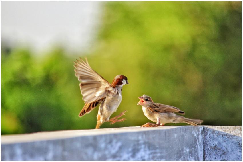 Two lively sparrows captured on a ledge, showcasin