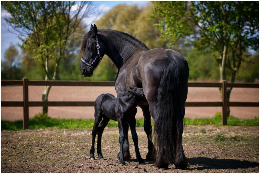 A black horse with a young foal in a rural pasture