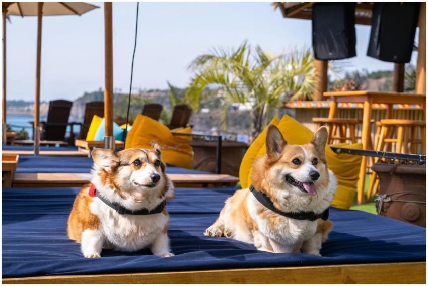 Two adorable corgis enjoying a sunny day at a beac