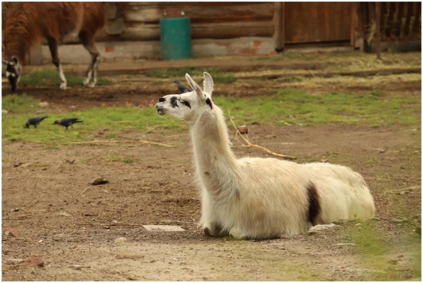 A peaceful scene of a llama resting on farm ground
