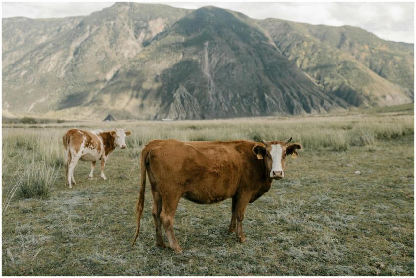 Two cows grazing in a serene mountain landscape, s