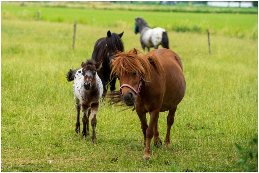 A group of horses, including a foal, grazing in a