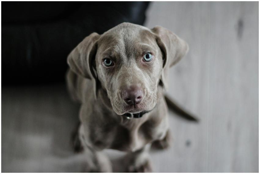Adorable Weimaraner puppy with striking blue eyes