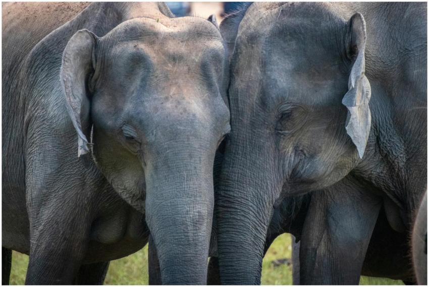 A touching close-up of two elephants affectionatel