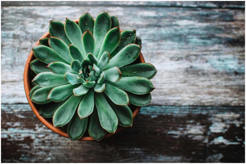 A vibrant green succulent in a pot placed on a rus
