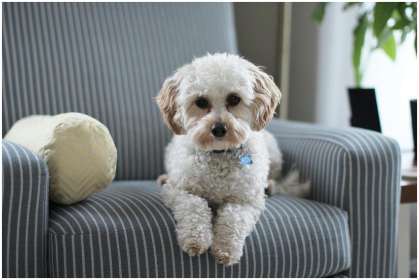 Cute Cavapoo puppy lounging on a striped chair in