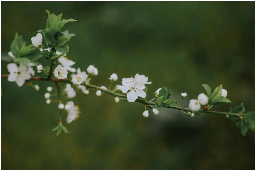 A beautiful cherry blossom branch with vibrant whi