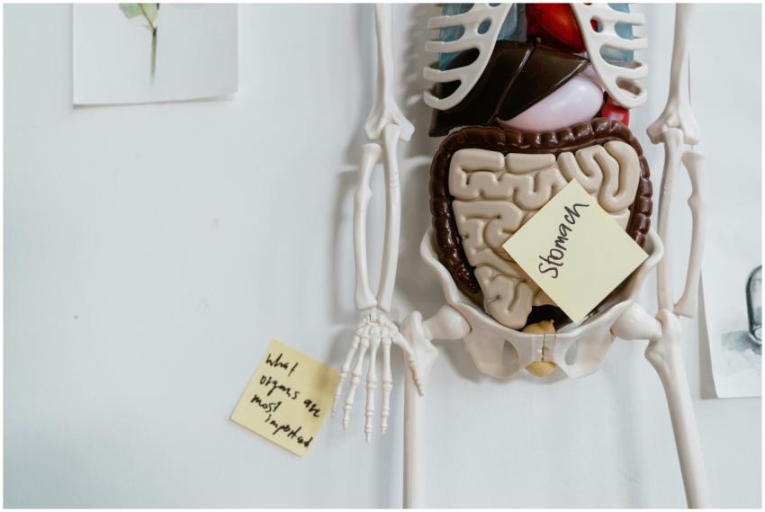 Close-up of anatomical model with sticky notes hig
