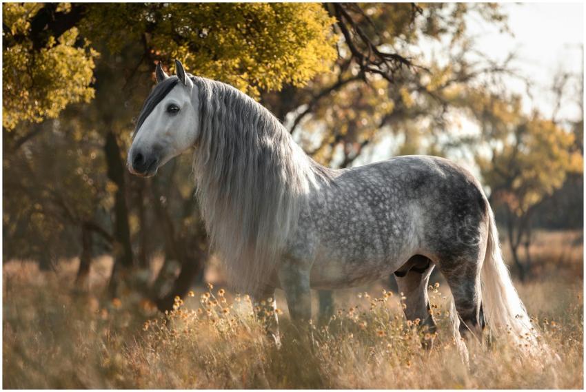 A stunning Andalusian stallion standing in a sunli