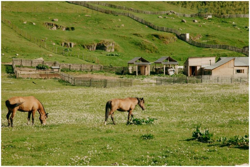 Two horses grazing in a scenic countryside field w