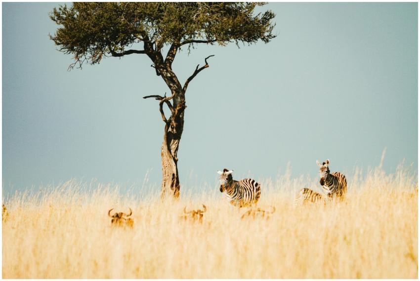 Zebras and wildebeest on the African savanna with