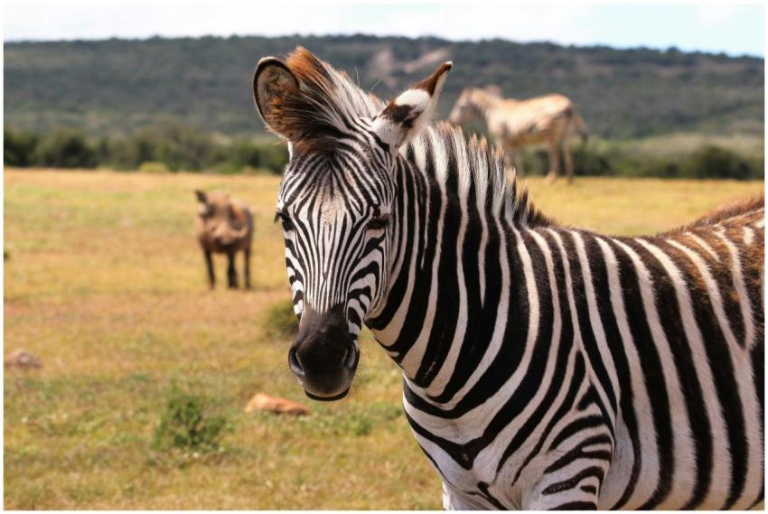 Zebra in a South African savanna with blurred back