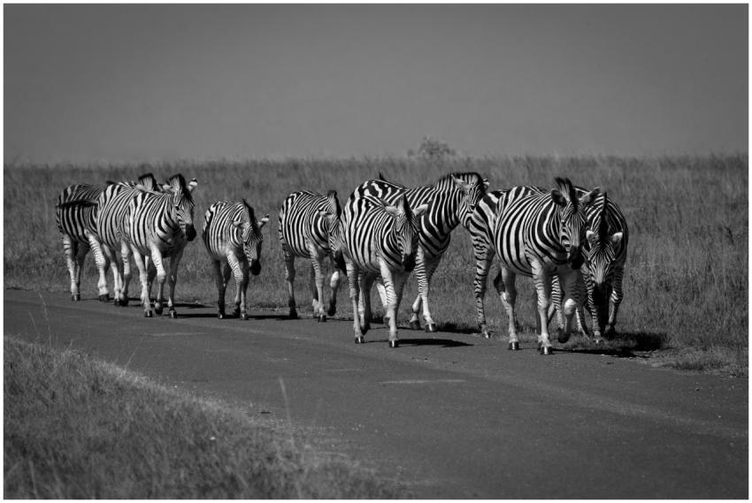 A group of zebras walking along a road in the sava