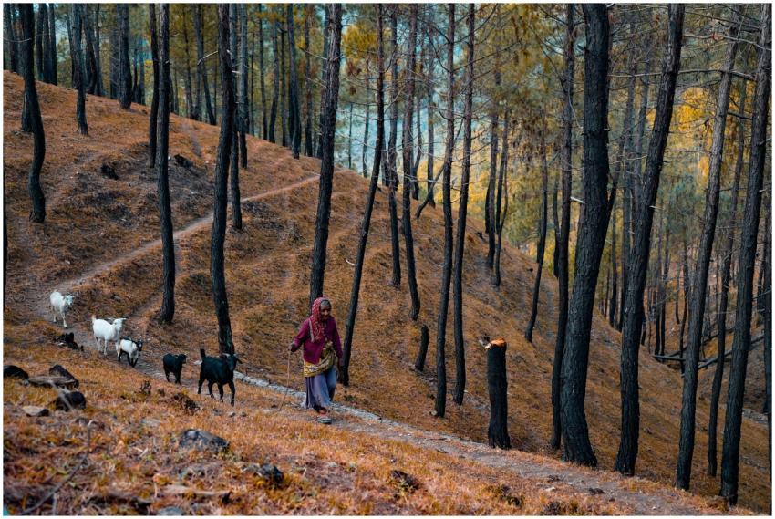A woman shepherd guiding her goats through a seren