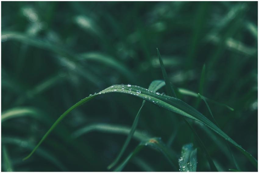 Close-up image of fresh green grass blades with de