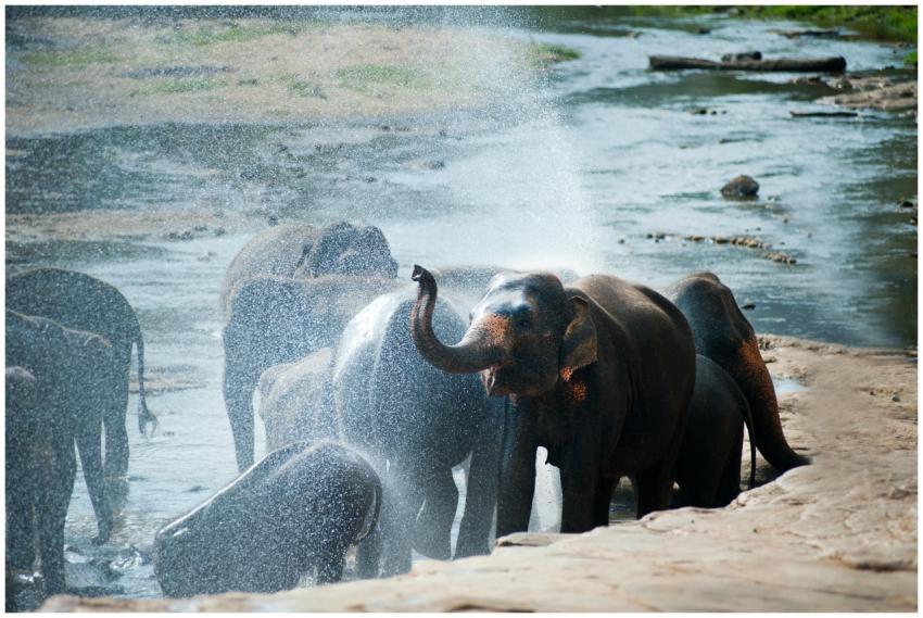 A group of elephants enjoying a refreshing bath in