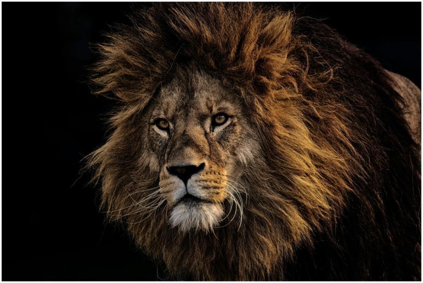 Close-up portrait of a majestic lion with a dark b
