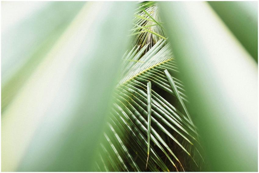 Close-up of lush green palm leaves with sunlight f