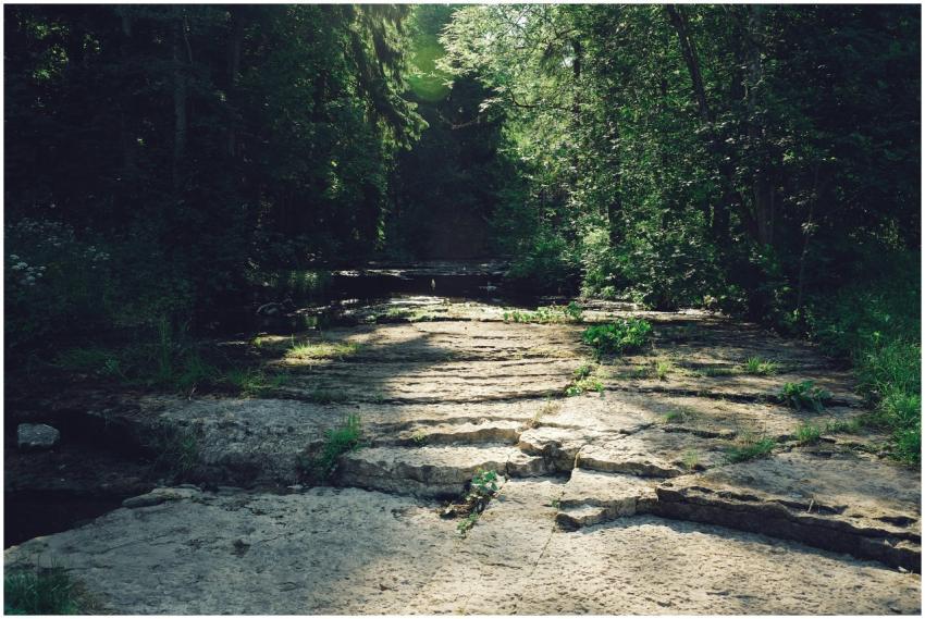 Sunlit Forest Path Rock