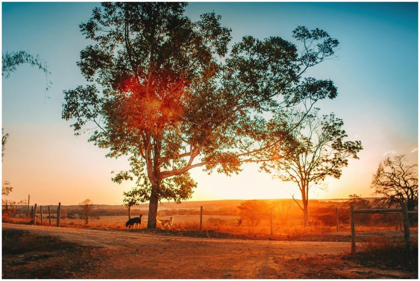 Two dogs under trees during a vibrant sunset on Br