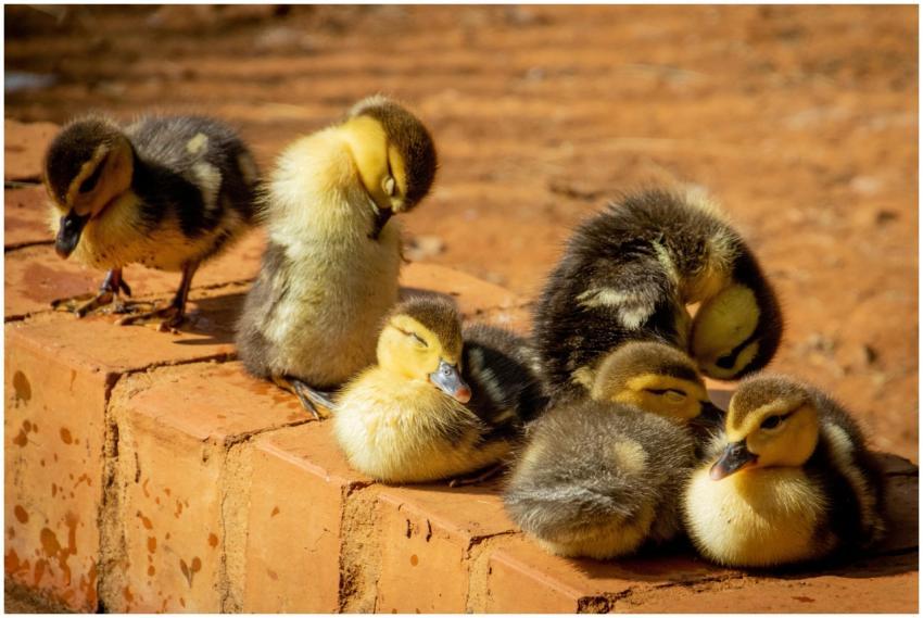 Cute group of baby ducklings relaxing on a sunlit