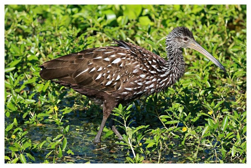 Limpkin Bird Wildlife Nature