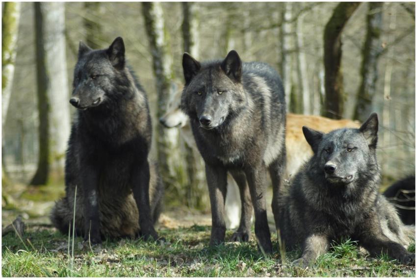 Three wolves in a forest setting displaying natura