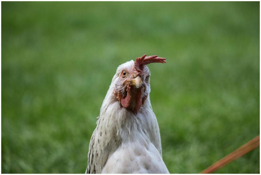 White hen photographed up close in a green grassy