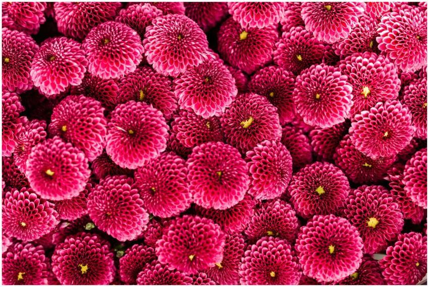 Close-up of vibrant pink chrysanthemum flowers wit