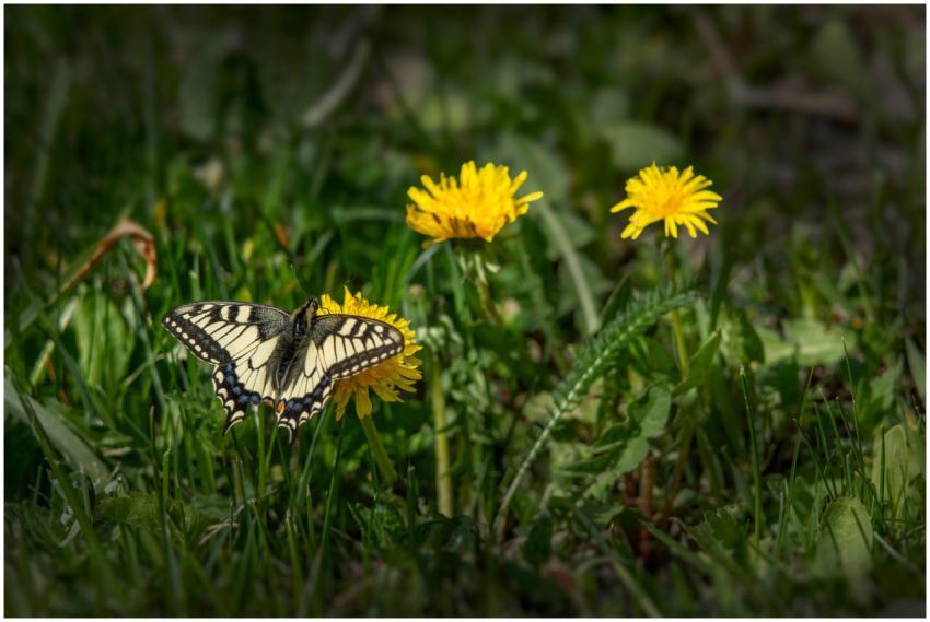 A swallowtail butterfly rests on a vibrant dandeli