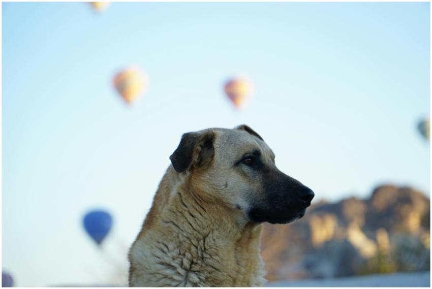 Serene view of a dog against Cappadocia's famous h