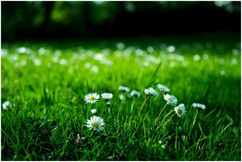 Close-up view of daisies blooming in a lush green