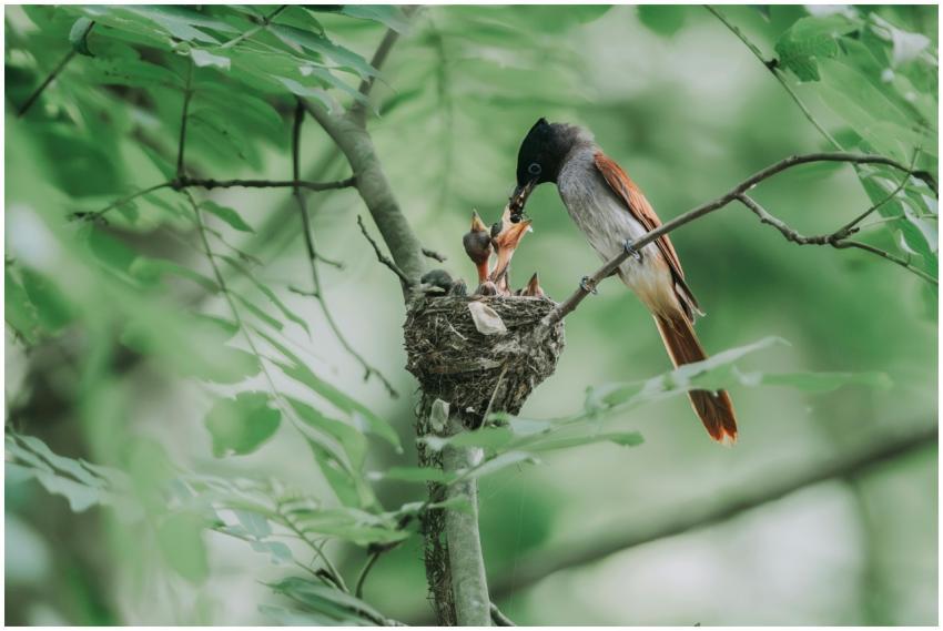 A bird feeds its chicks in a nest, nestled on a tr