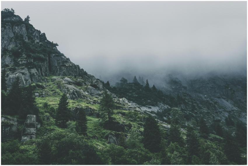 Scenic view of a fog-covered mountain with lush pi