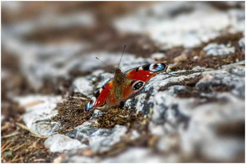 Close-up of a vibrant peacock butterfly on a textu