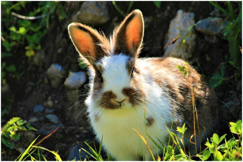 Cute brown and white rabbit enjoying sunny springt