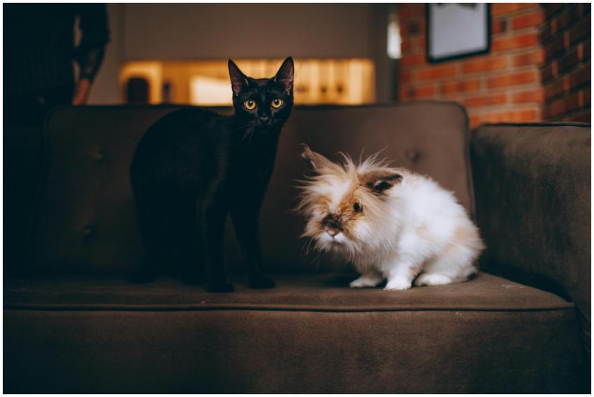 A cute black cat and fluffy rabbit sitting togethe