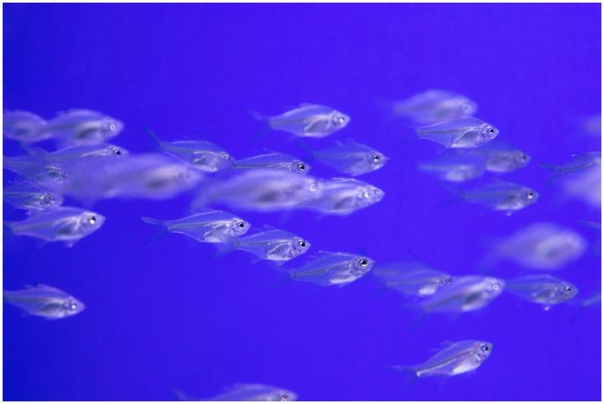 A vibrant school of silver fish swimming in a vivi